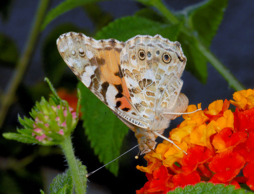 Vanessa cardui sulle lantane